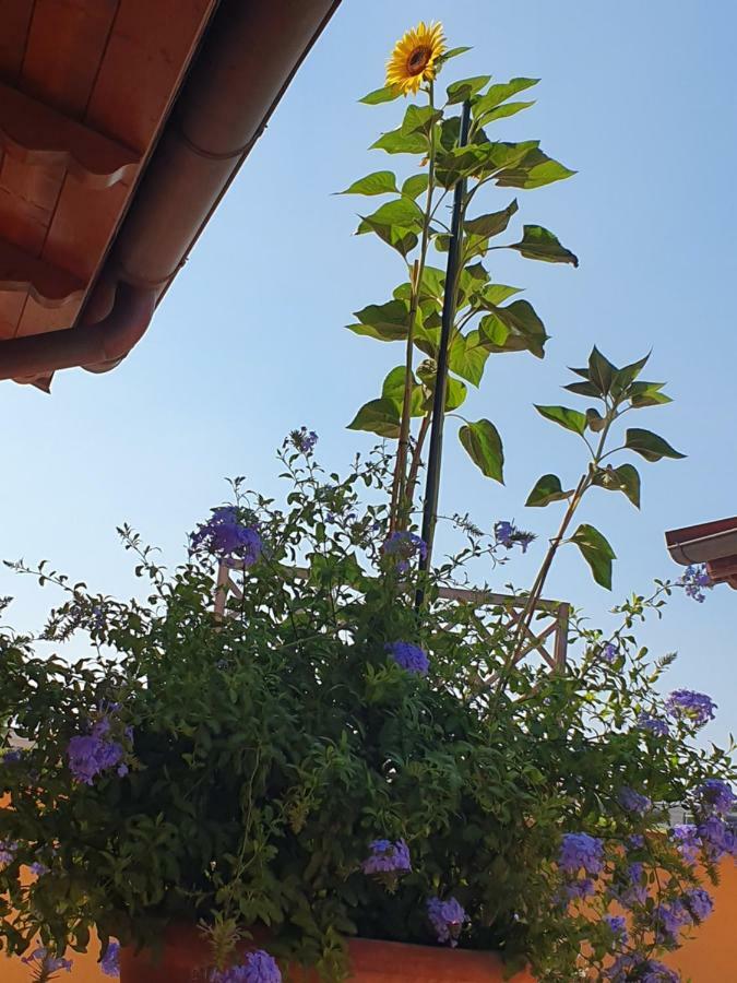 "La Terrazza Di Castiglione" Appartamenti Vacanza Кастильоне-делла-Пеская Экстерьер фото